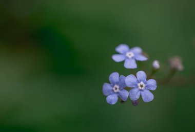 Myosotis alpestris - güzel küçük mavi çiçekler - unut beni