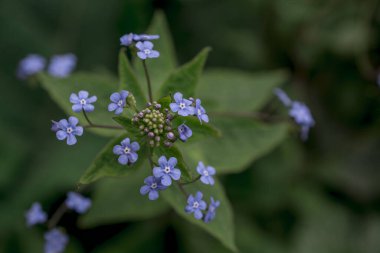 Myosotis alpestris - güzel küçük mavi çiçekler - unut beni