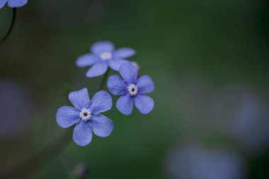 Myosotis alpestris - güzel küçük mavi çiçekler - unut beni