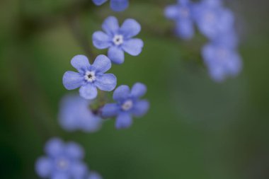Myosotis alpestris - güzel küçük mavi çiçekler - unut beni