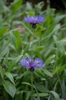 Cyanus montanus, Mavi Cyanus montanus bahçede çiçekler, bac