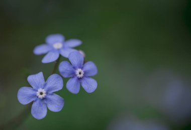 Myosotis alpestris - güzel küçük mavi çiçekler - unut beni