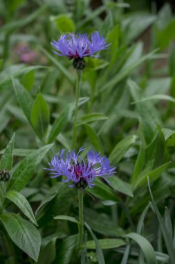 Cyanus montanus, Mavi Cyanus montanus bahçede çiçekler, bac