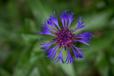 Cyanus montanus, Mavi Cyanus montanus bahçede çiçekler, bac