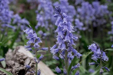 İngiliz BlueBell (Hyacinthoides olmayan senaryo) kapat