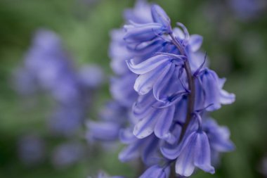İngiliz BlueBell (Hyacinthoides olmayan senaryo) kapat