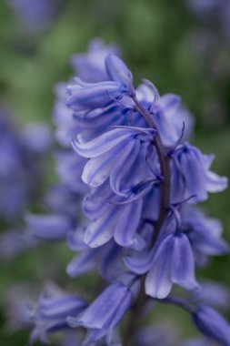 İngiliz BlueBell (Hyacinthoides olmayan senaryo) kapat