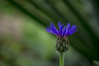 Cyanus montanus, Mavi Cyanus montanus bahçede çiçekler, bac