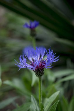 Cyanus montanus, Mavi Cyanus montanus bahçede çiçekler, bac