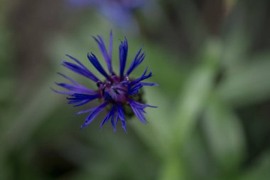 Cyanus montanus, Mavi Cyanus montanus bahçede çiçekler, bac