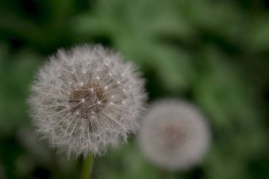 Sığ karahindiba tarlasında karahindiba..