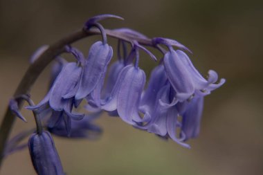 İngiliz BlueBell (Hyacinthoides olmayan senaryo) kapat