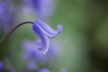 İngiliz BlueBell (Hyacinthoides olmayan senaryo) kapat