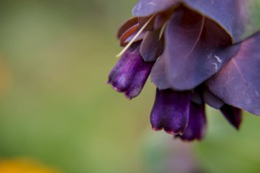 Honeywort - Büyük Purpurpurascens Mor