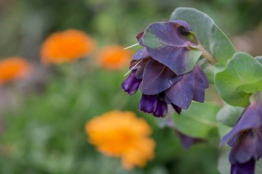 Honeywort - Büyük Purpurpurascens Mor