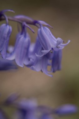 İngiliz BlueBell (Hyacinthoides olmayan senaryo) kapat