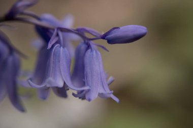 İngiliz BlueBell (Hyacinthoides olmayan senaryo) kapat