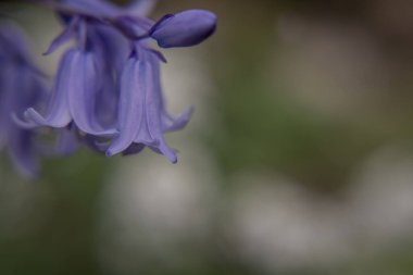 İngiliz BlueBell (Hyacinthoides olmayan senaryo) kapat