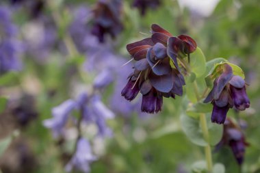 Honeywort - Büyük Purpurpurascens Mor