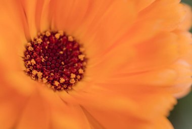 Bahçedeki turuncu çiçek doğal arka plan