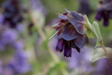 Honeywort - Büyük Purpurpurascens Mor