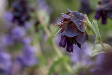 Honeywort - Büyük Purpurpurascens Mor