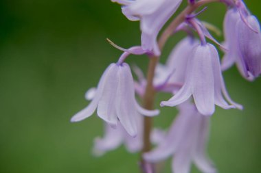 İngiliz BlueBell (Hyacinthoides olmayan senaryo) kapat