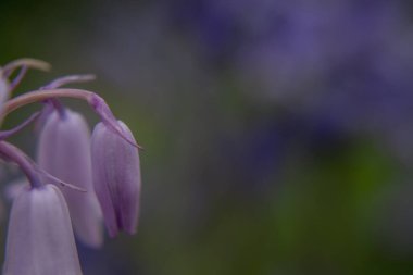 İngiliz BlueBell (Hyacinthoides olmayan senaryo) kapat