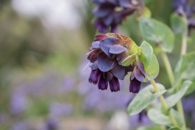 Honeywort - Büyük Purpurpurascens Mor
