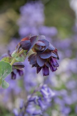Honeywort - Büyük Purpurpurascens Mor