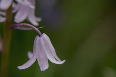 Gümüşi kıvırcık yapraklı süs bitkisi Jacobaea maritima 