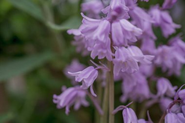 Gümüşi kıvırcık yapraklı süs bitkisi Jacobaea maritima 