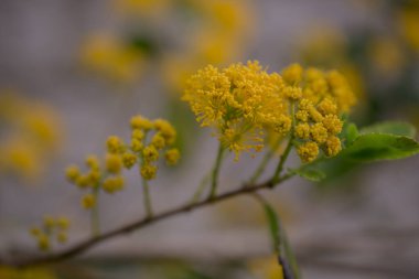 Gümüşi kıvırcık yapraklı süs bitkisi Jacobaea maritima 