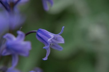 Gümüşi kıvırcık yapraklı süs bitkisi Jacobaea maritima 