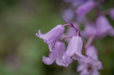 Gümüşi kıvırcık yapraklı süs bitkisi Jacobaea maritima 