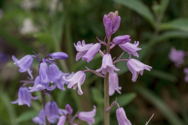 Gümüşi kıvırcık yapraklı süs bitkisi Jacobaea maritima 
