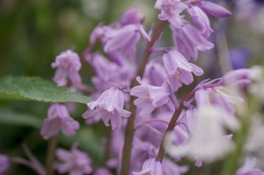 Gümüşi kıvırcık yapraklı süs bitkisi Jacobaea maritima 