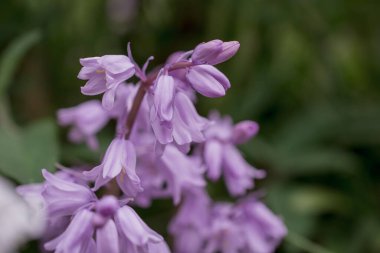 Gümüşi kıvırcık yapraklı süs bitkisi Jacobaea maritima 