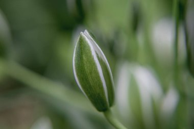 Gümüşi kıvırcık yapraklı süs bitkisi Jacobaea maritima 