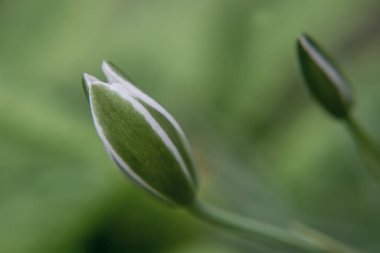 Gümüşi kıvırcık yapraklı süs bitkisi Jacobaea maritima 