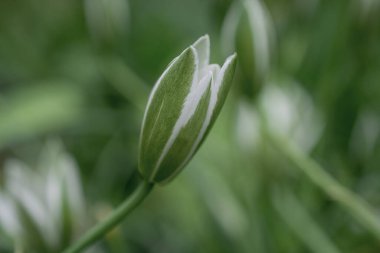 Gümüşi kıvırcık yapraklı süs bitkisi Jacobaea maritima 