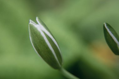 Gümüşi kıvırcık yapraklı süs bitkisi Jacobaea maritima 