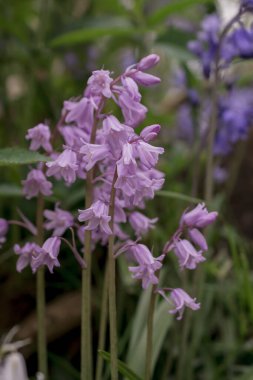Gümüşi kıvırcık yapraklı süs bitkisi Jacobaea maritima 