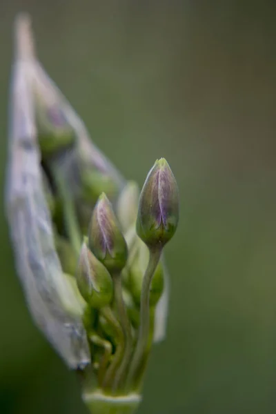 Nahaufnahme Einer Dreieckigen Blume Aus Lauch Allium Triquetrum — Stockfoto