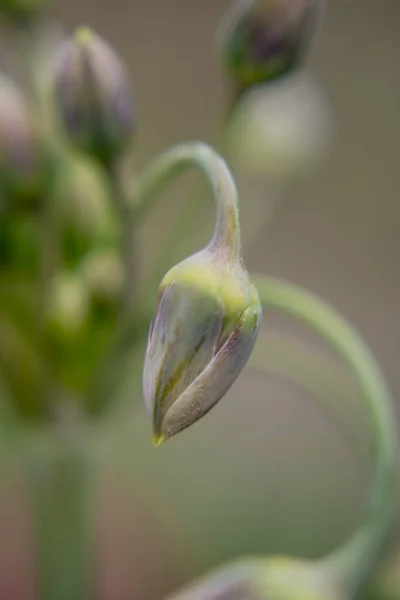 Close Three Cornered Leek Allium Triquetrum Flower — 스톡 사진