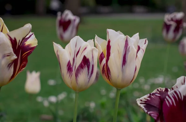 Close Colorful Springtime Tulips Garden — Fotografia de Stock