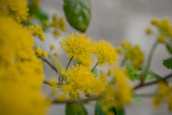 Gros Plan Des Acacias Mimosa Jaunes Sur Nature — Photo