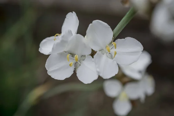 Iberis Sempervirens Spring Summer White Perennial Bulbous Flo — 스톡 사진
