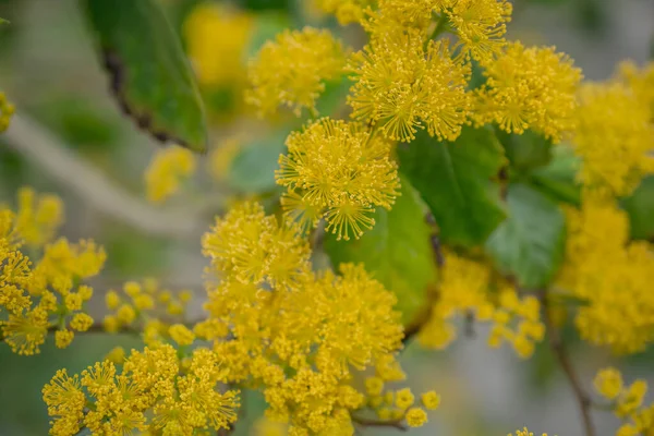 Primo Piano Alberi Acacia Mimosa Gialla Sulla Natura — Foto Stock