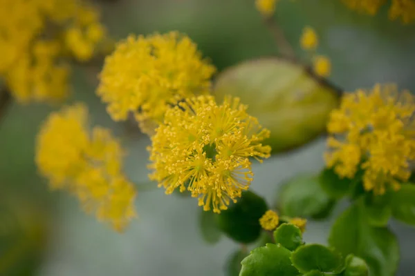 Gros Plan Des Acacias Mimosa Jaunes Sur Nature — Photo